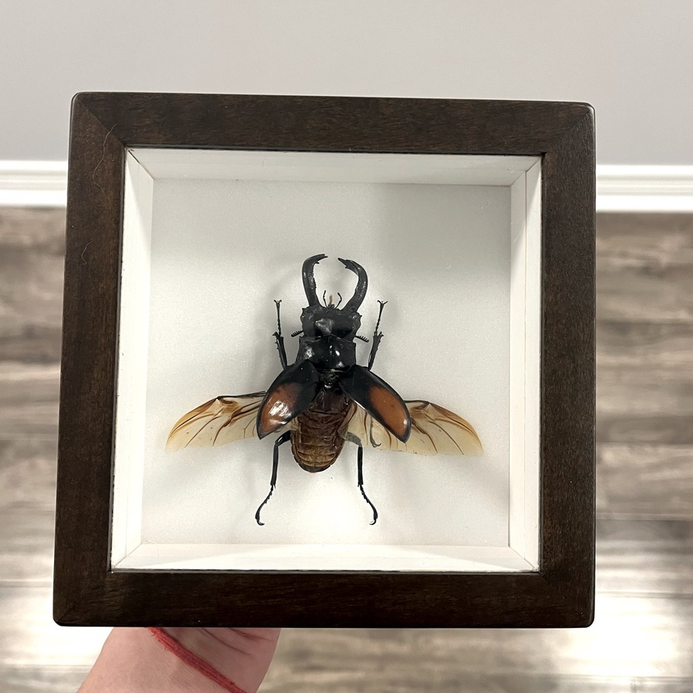 Pinned / mounted / taxidermy real stag beetle insect picture frame